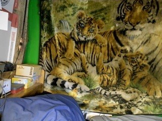 tonytiger1210 on cam for live i sexy video chat
