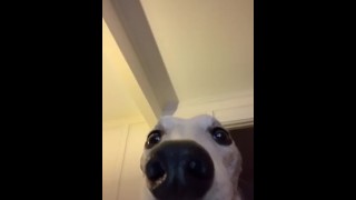 dog gets fucked in the ass